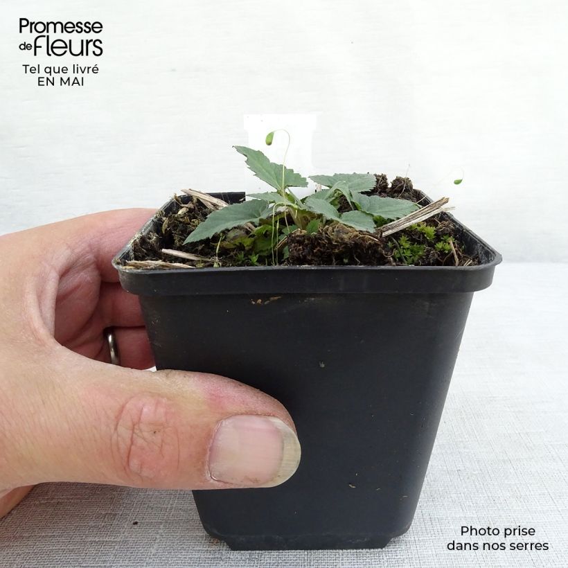 Exemplaar van Campanula trachelium - Ruig klokje Kweekpotje van 8/9 cm zoals geleverd in de lente