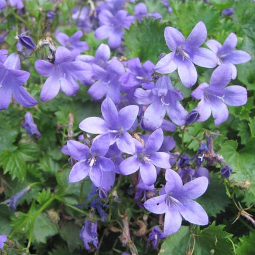 Campanula portenschlagiana - Dalmatiëklokje (Groeiplaats)