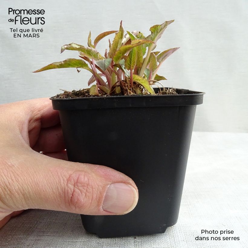 Exemplaar van Campanula glomerata Superba - Kluwenklokje Kweekpotje van 8/9 cm zoals geleverd in de lente