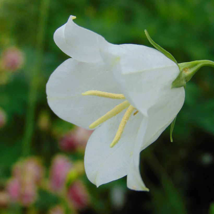 Campanula persicifolia Alba - Prachtklokje (Bloei)
