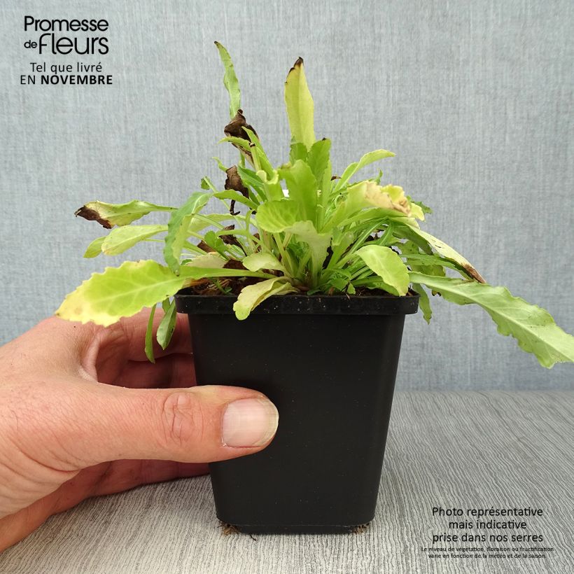 Exemplaar van Campanula persicifolia Alba - Prachtklokje Kweekpotje van 8/9 cm zoals geleverd in de herfst