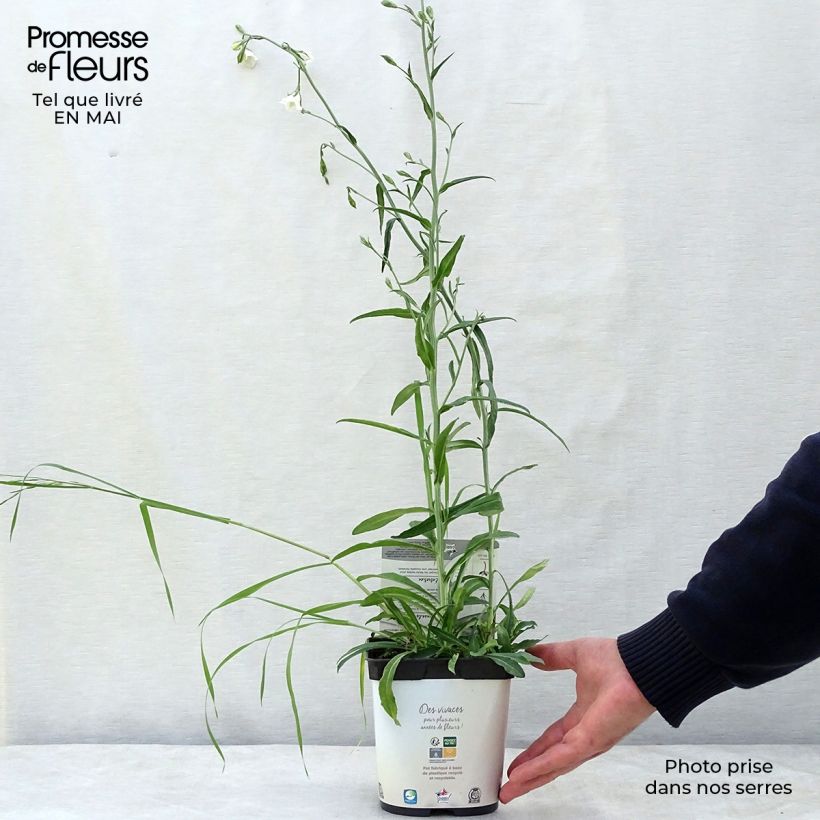 Exemplaar van Campanula persicifolia Alba - Prachtklokje Pot van 2 l/3 l zoals geleverd in de lente