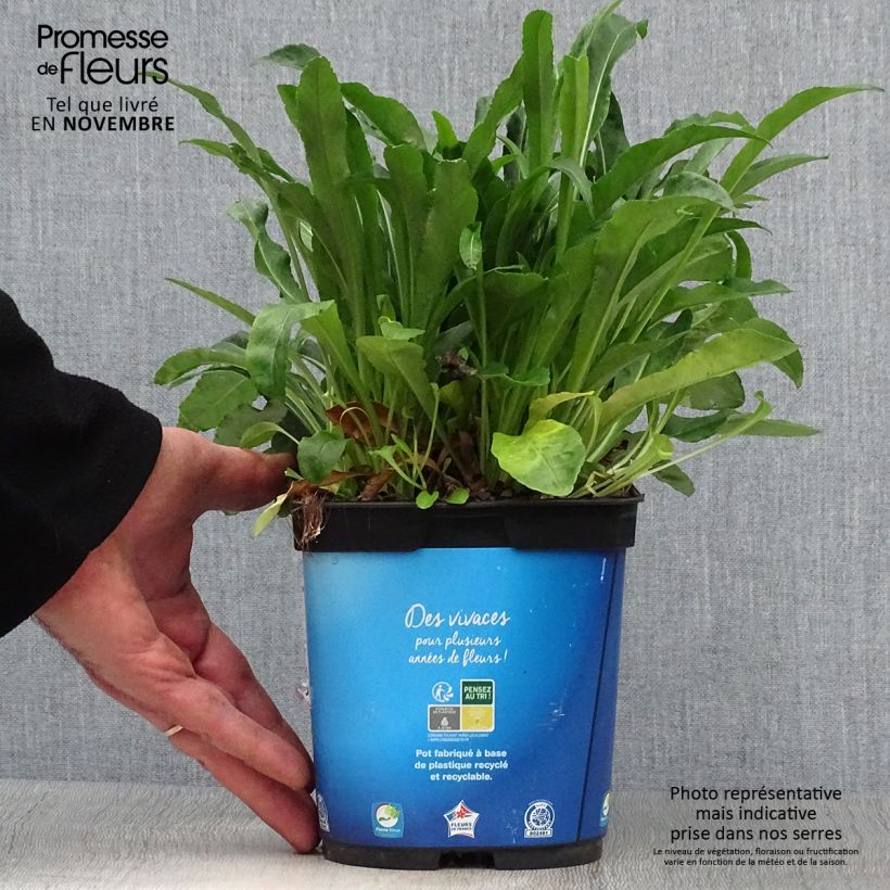 Exemplaar van Campanula persicifolia - Prachtklokje Pot van 2 l/3 l zoals geleverd in de herfst