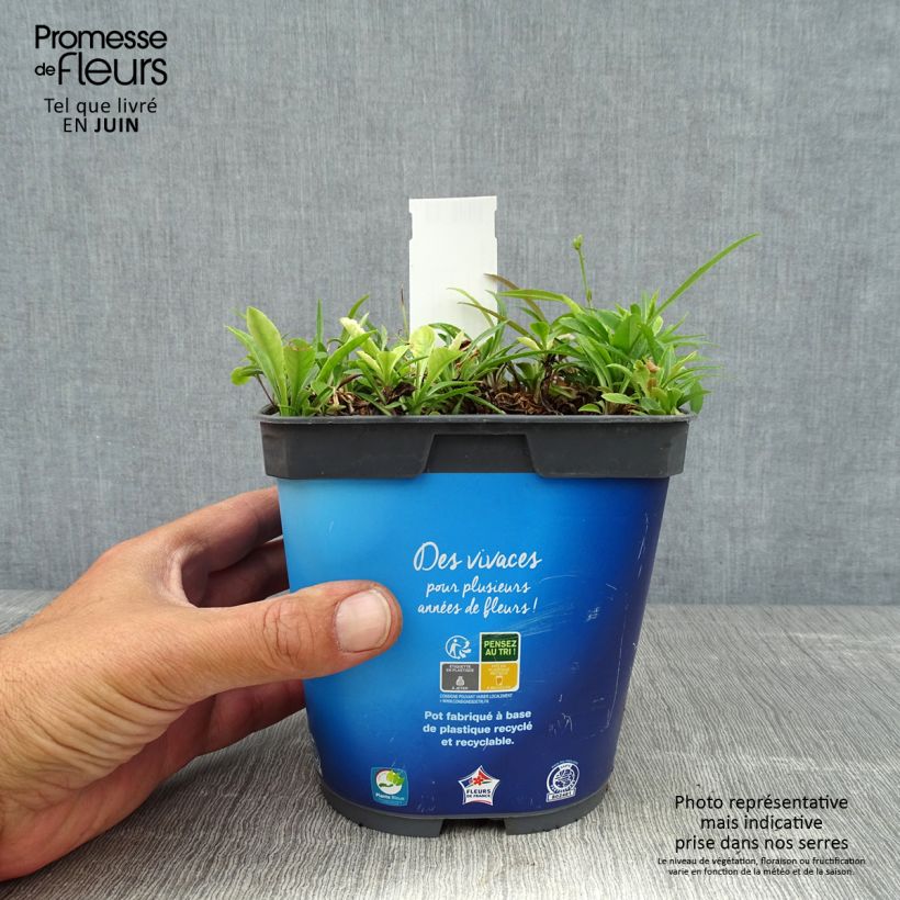 Exemplaar van Campanula persicifolia - Prachtklokje Pot van 2 l/3 l zoals geleverd in de zomer