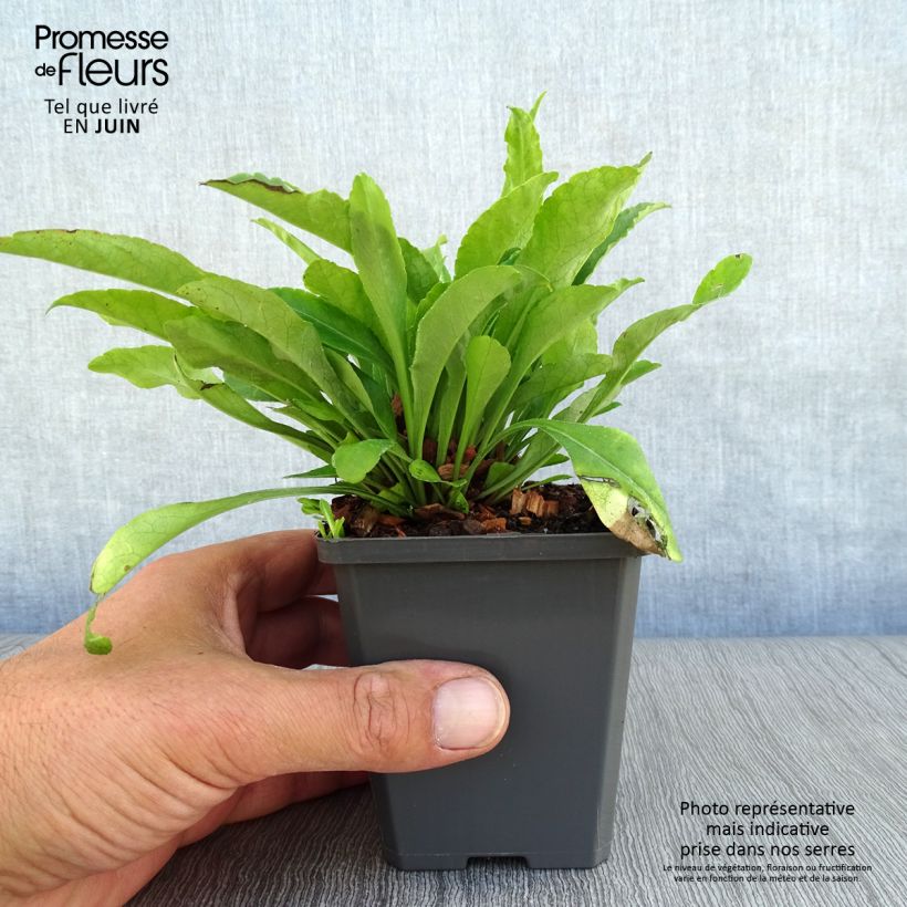 Exemplaar van Campanula persicifolia - Prachtklokje Kweekpotje van 8/9 cm zoals geleverd in de zomer