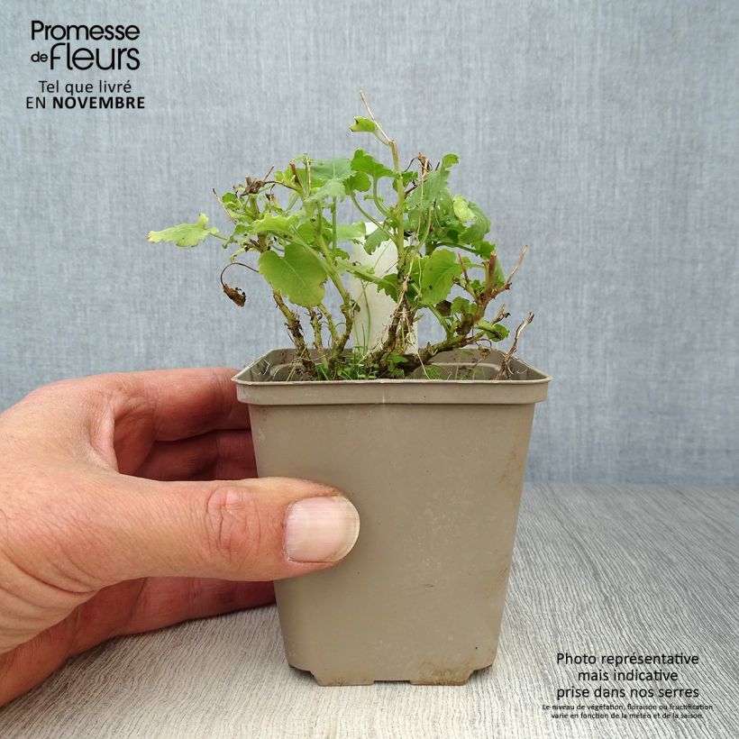 Exemplaar van Campanula carpatica Alba - Karpatenklokje wit Kweekpotje van 8/9 cm zoals geleverd in de herfst