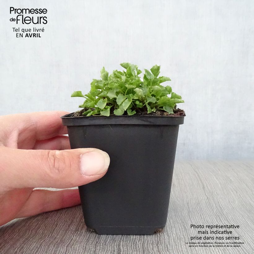 Exemplaar van Campanula carpatica - Karpatenklokje Kweekpotje van 8/9 cm zoals geleverd in de lente