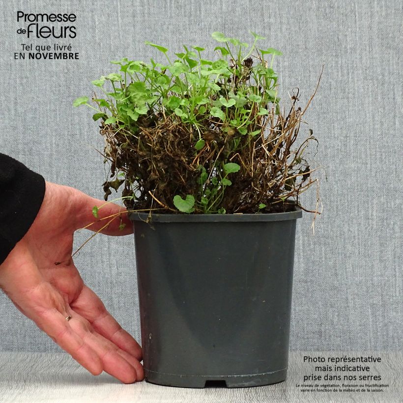 Exemplaar van Campanula carpatica Clips bleue - Karpatenklokje Pot van 2 l/3 l zoals geleverd in de herfst