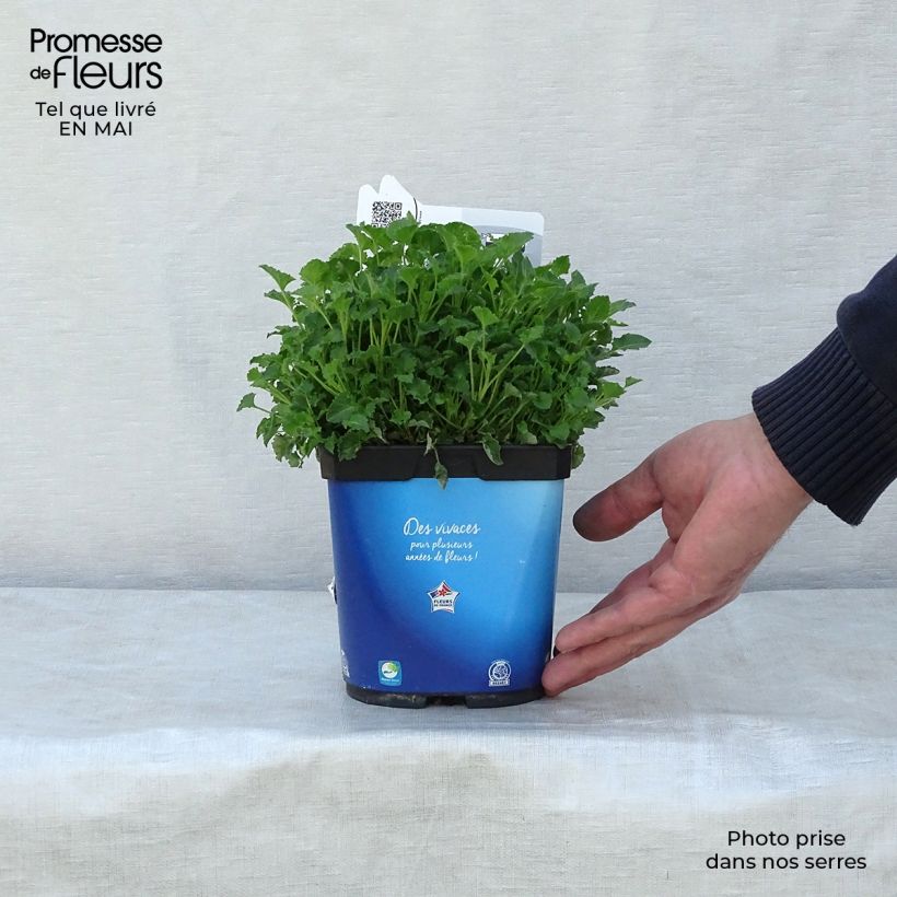 Example of Campanula carpatica Clips bleue - Karpatenklokje Pot van 2 l/3 l as you get in printemps