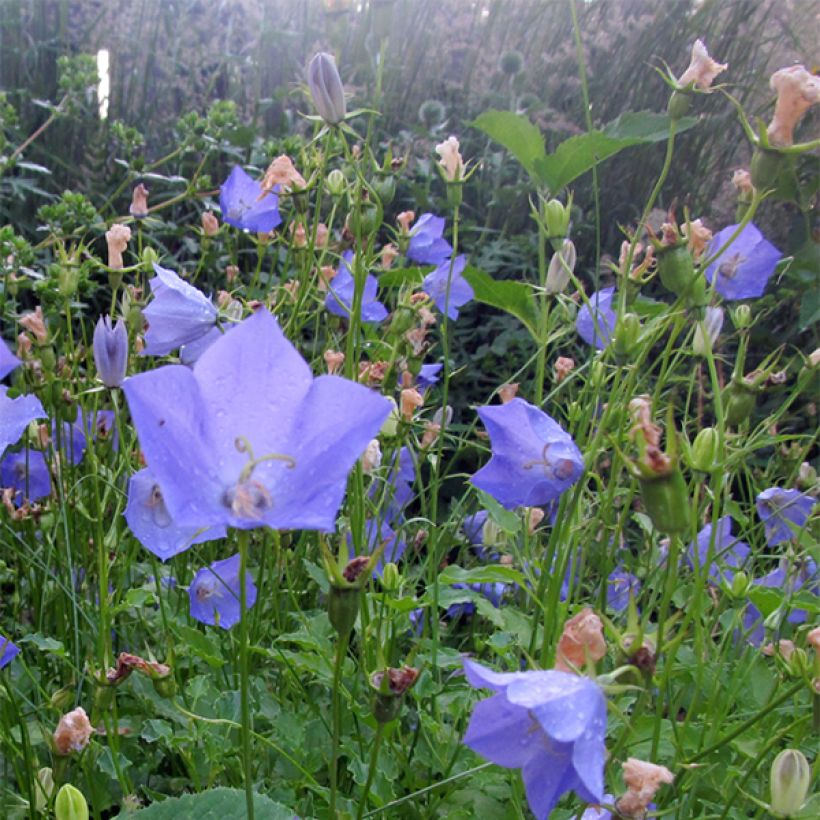 Campanula carpatica Molly Pinsent - Karpatenklokje (Bloei)