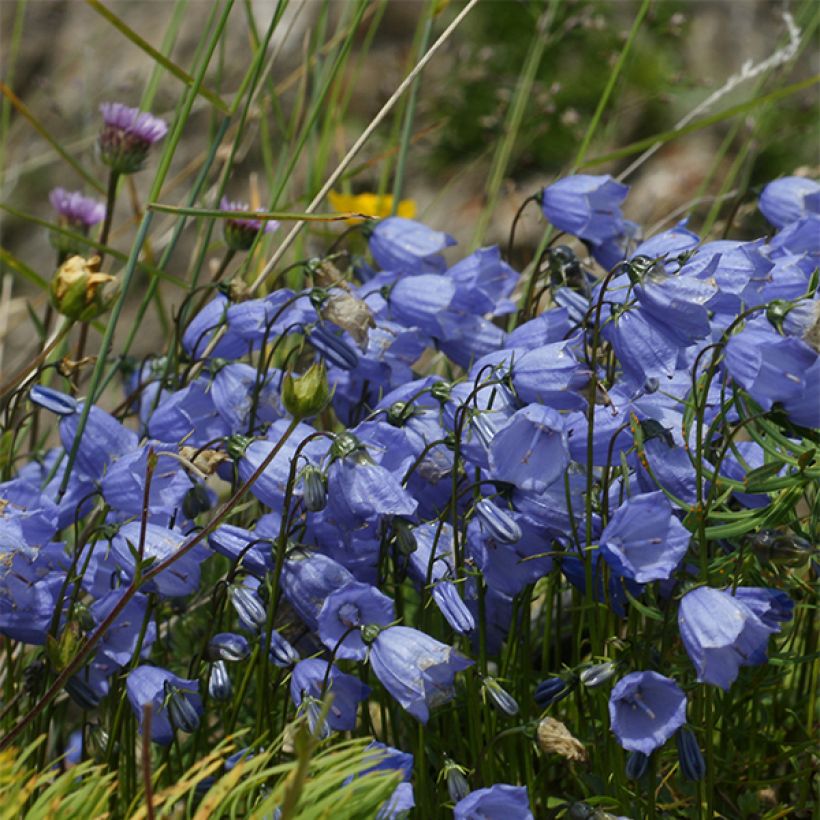 Campanula cochleariifolia Bavaria Blue - Klokje (Bloei)