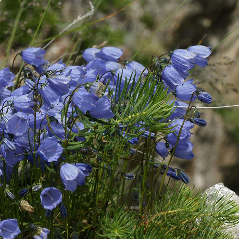Campanula cochleariifolia Bavaria Blue - Klokje (Groeiplaats)
