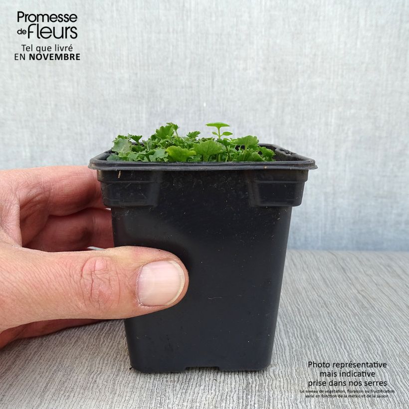 Exemplaar van Campanula portenschlagiana - Dalmatiëklokje Kweekpotje van 7/8 cm zoals geleverd in de herfst