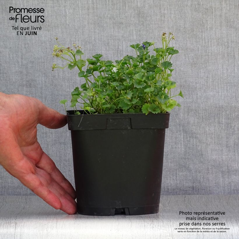 Exemplaar van Campanula portenschlagiana - Dalmatiëklokje Pot van 2 l/3 l zoals geleverd in de zomer