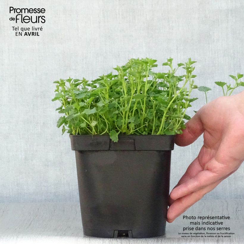 Exemplaar van Campanula portenschlagiana - Dalmatiëklokje Pot van 2 l/3 l zoals geleverd in de lente