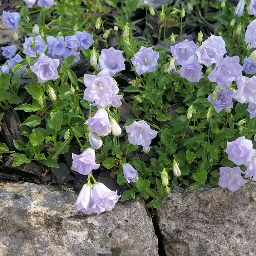 Campanula cochleariifolia Elizabeth Oliver - Klokje (Groeiplaats)