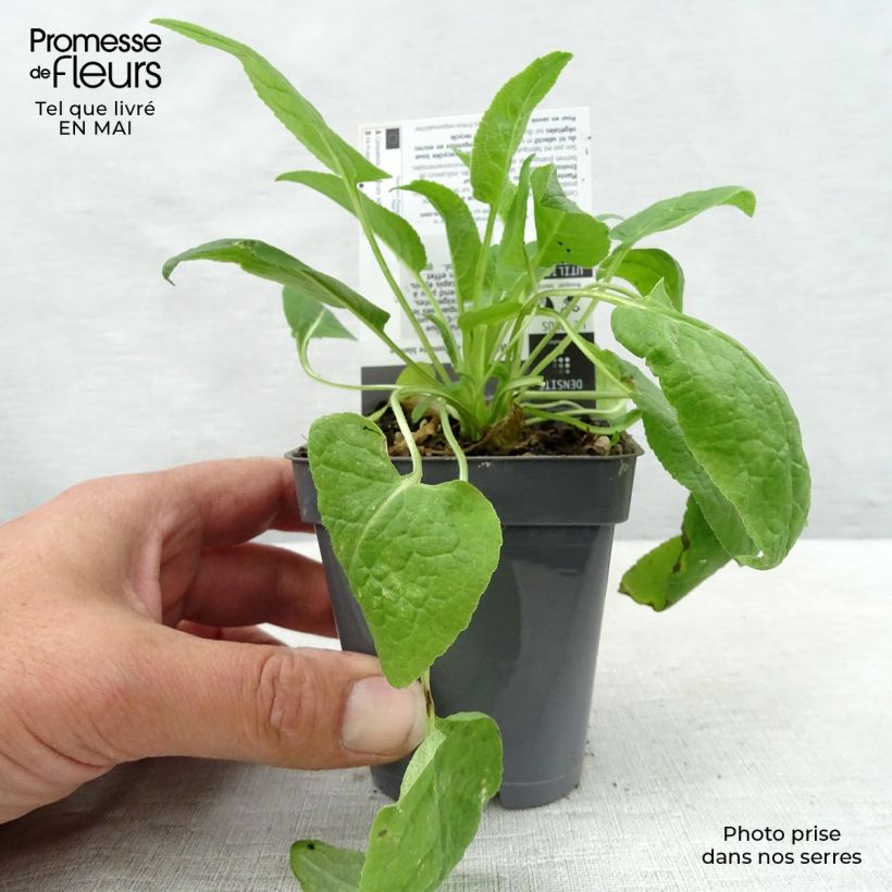 Example of Campanula glomerata Alba - Kluwenklokje wit Kweekpotje van 8/9 cm as you get in printemps