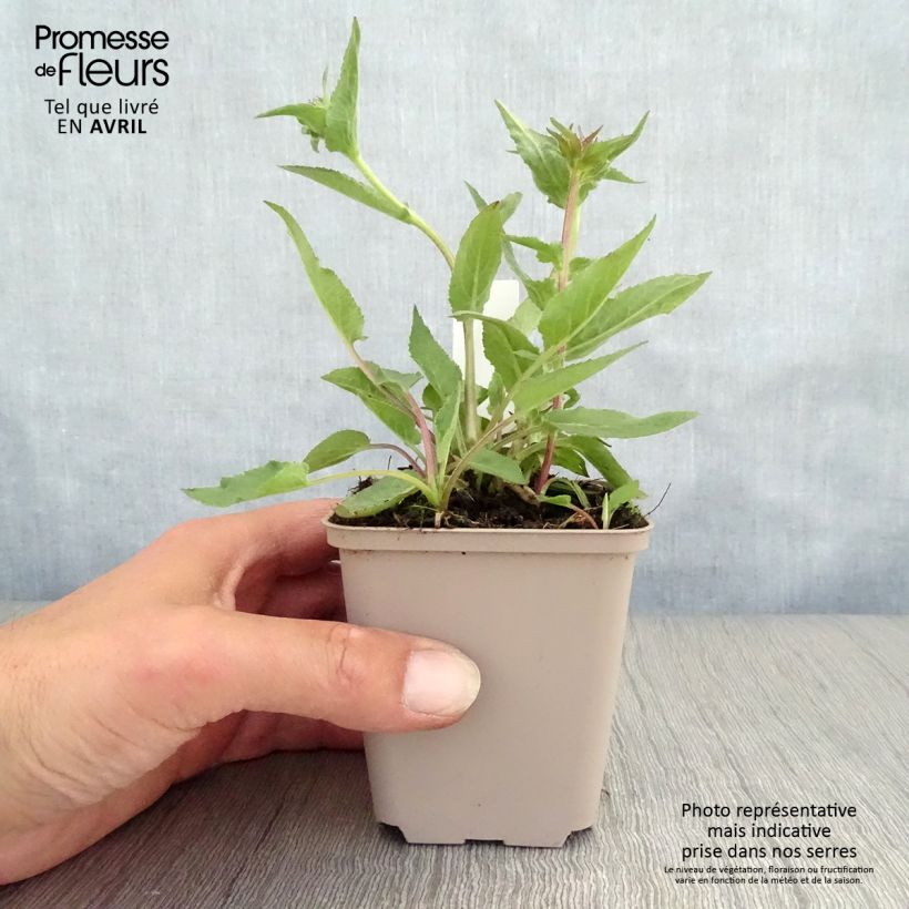 Exemplaar van Campanula glomerata Joan Elliot - Kluwenklokje Kweekpotje van 8/9 cm zoals geleverd in de lente