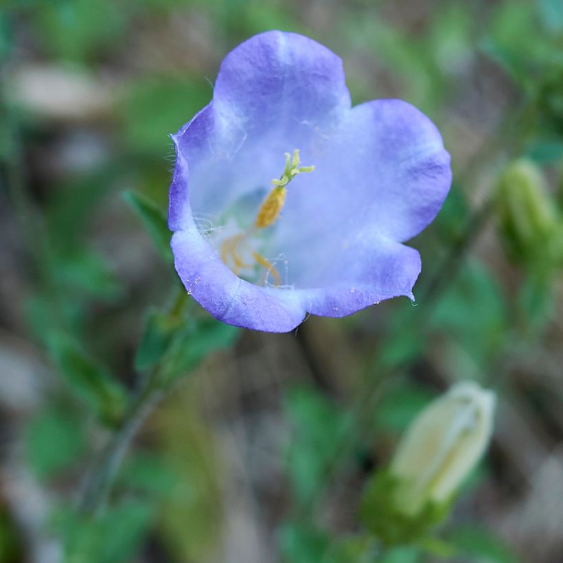 Campanula haylodgensis Yvonne - Klokje (Bloei)