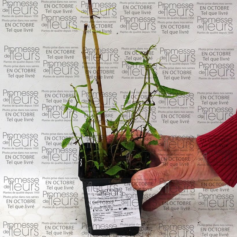 Voorbeeld van een exemplaar van Campanula Blue Octopus - Klokje Kweekpotje van 8/9 cm zoals geleverd