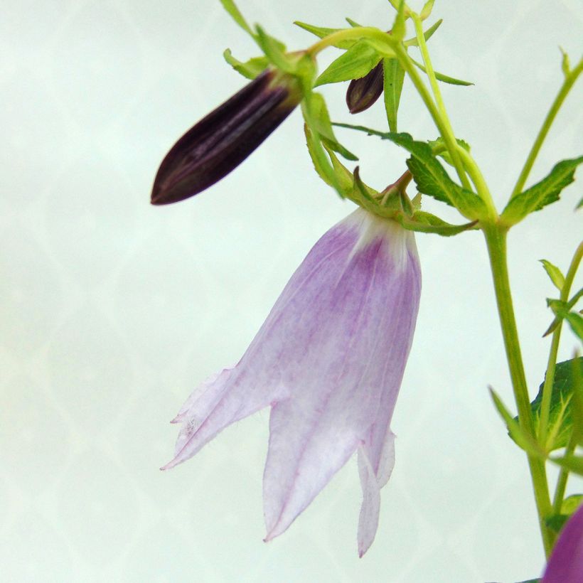 Campanula Iridescent Bells - Klokje (Bloei)