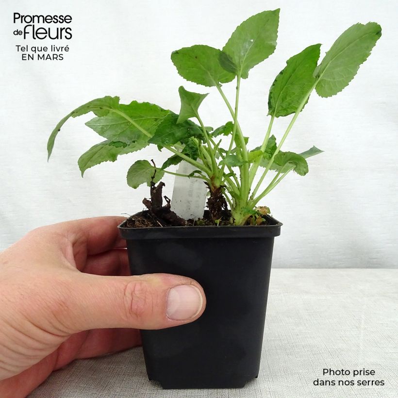 Exemplaar van Campanula Kent Belle - Klokje Kweekpotje van 8/9 cm zoals geleverd in de lente