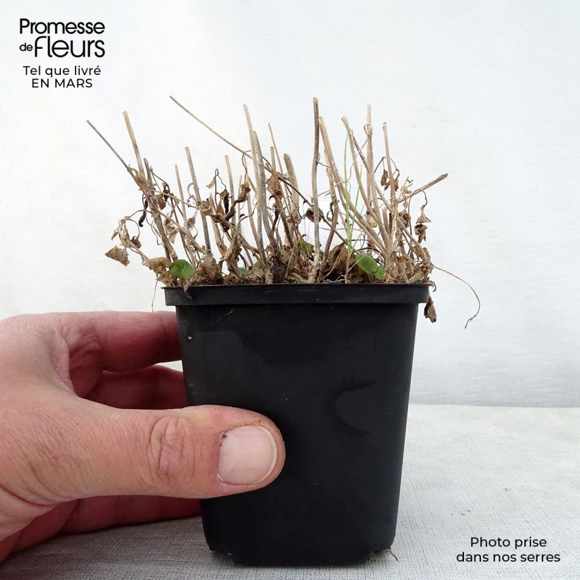 Exemplaar van Campanula Ringsabell Indigo Blue - Koreaans klokje Kweekpotje van 8/9 cm zoals geleverd in de lente