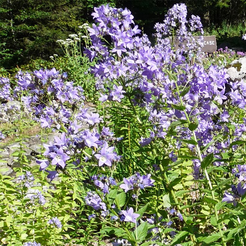 Campanula lactiflora - Klokje (Bloei)