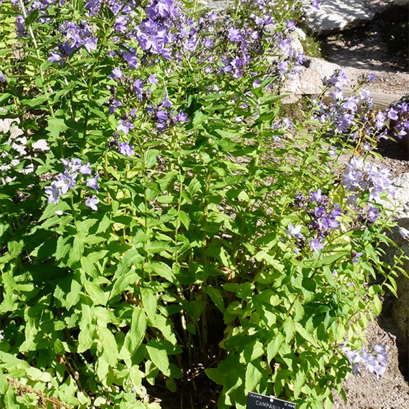 Campanula lactiflora - Klokje (Groeiplaats)
