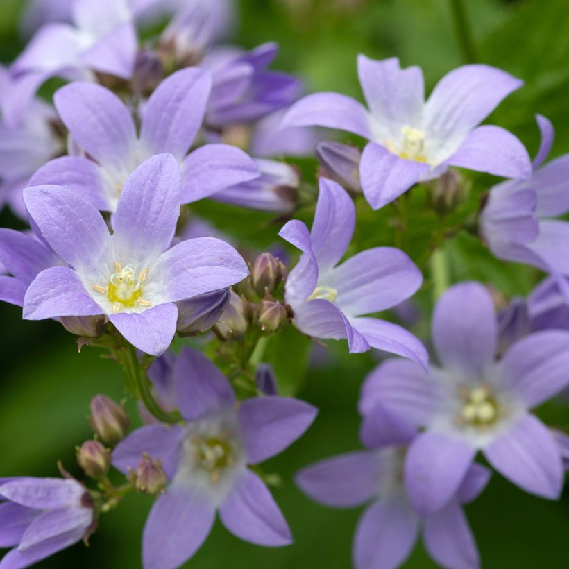 Campanula lactiflora - Klokje (Bloei)