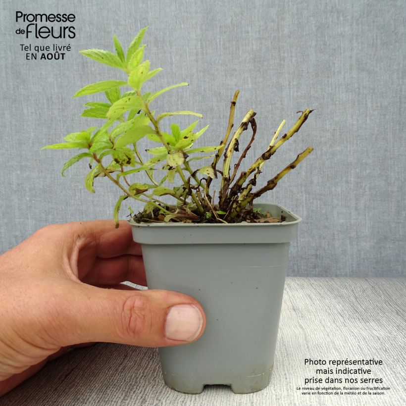 Exemplaar van Campanula lactiflora Prichard s variety - Klokje Kweekpotje van 8/9 cm zoals geleverd in de zomer