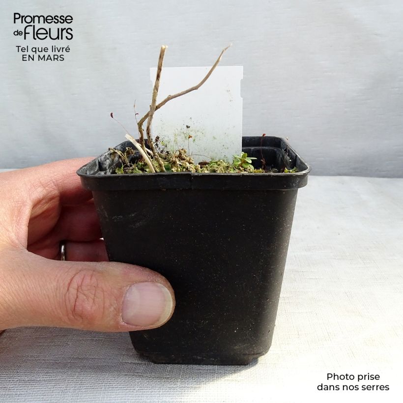 Exemplaar van Campanula lactiflora Prichard s variety - Klokje Kweekpotje van 8/9 cm zoals geleverd in de lente