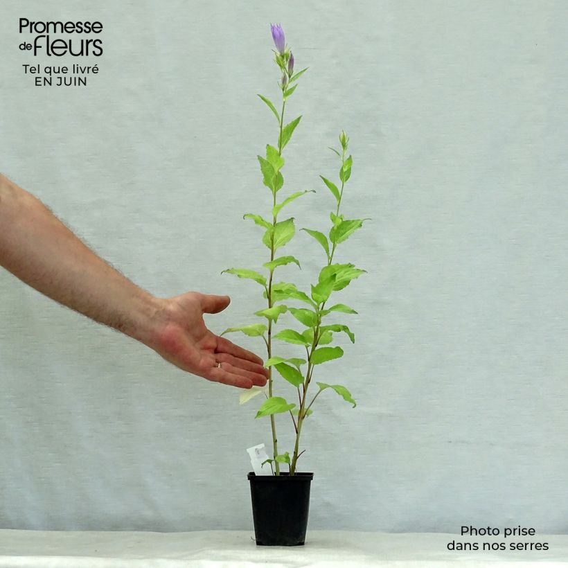 Exemplaar van Campanula latifolia var. macrantha - Breed klokje Kweekpotje van 8/9 cm zoals geleverd in de zomer