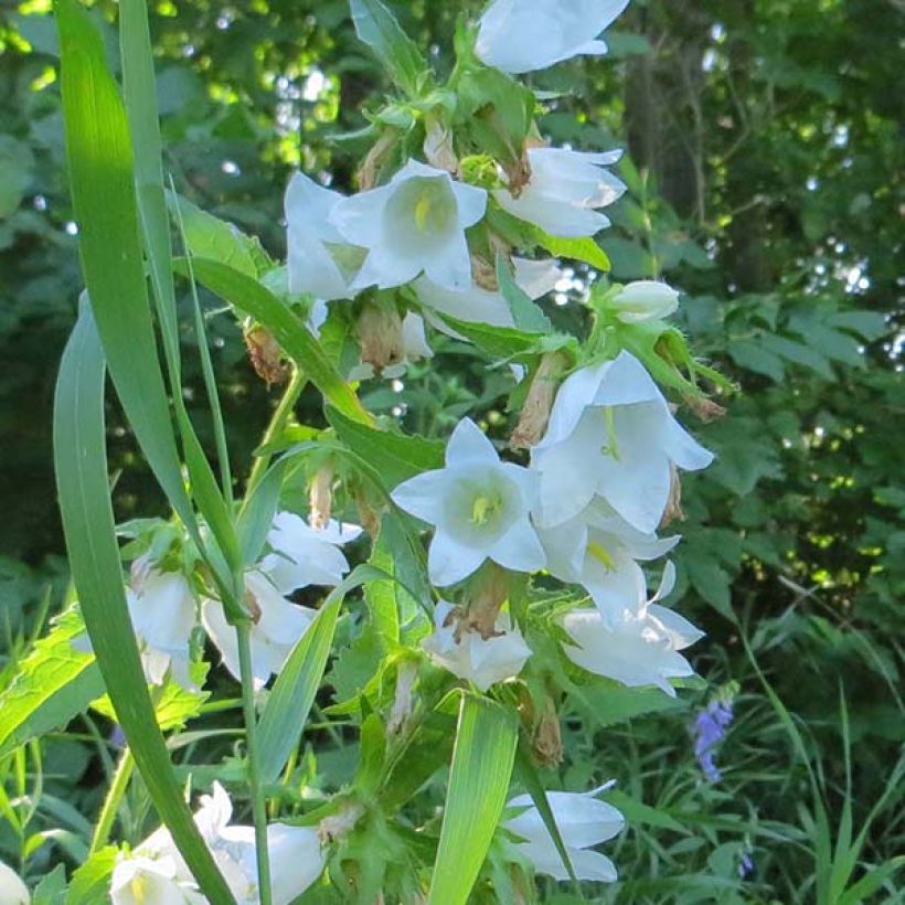 Campanula latifolia var. macrantha alba - Breed klokje wit (Bloei)