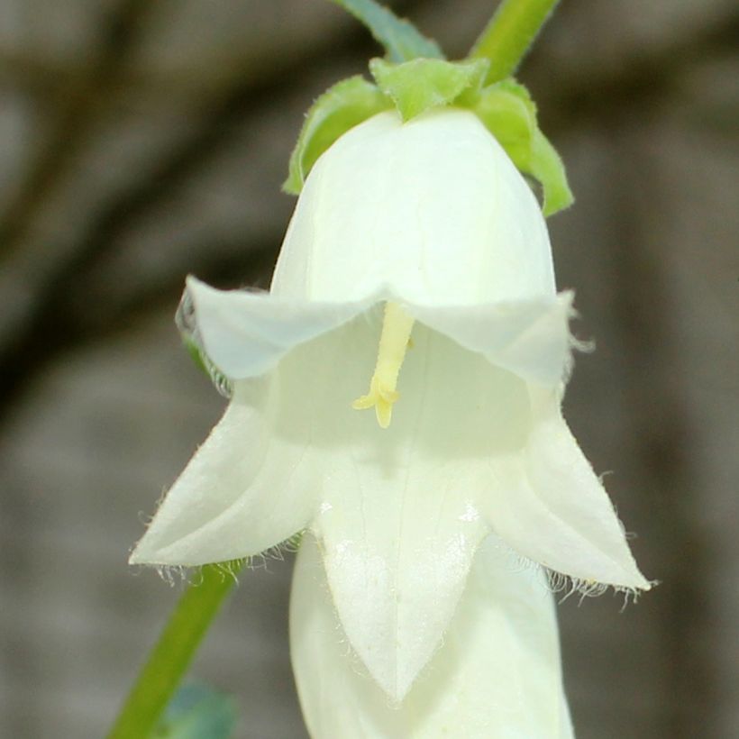 Campanula ochroleuca - Klokje (Bloei)