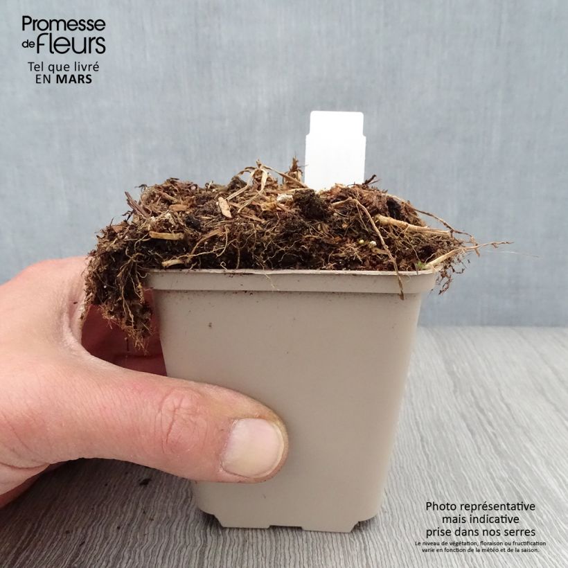 Exemplaar van Campanula persicifolia Hidcote Amethyst - Prachtklokje Kweekpotje van 8/9 cm zoals geleverd in de lente