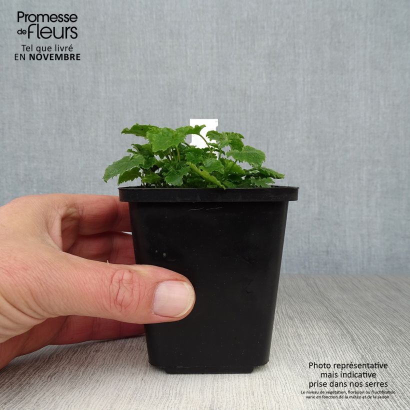 Exemplaar van Campanula poscharskyana - Kruipklokje Kweekpotje van 7/8 cm zoals geleverd in de herfst