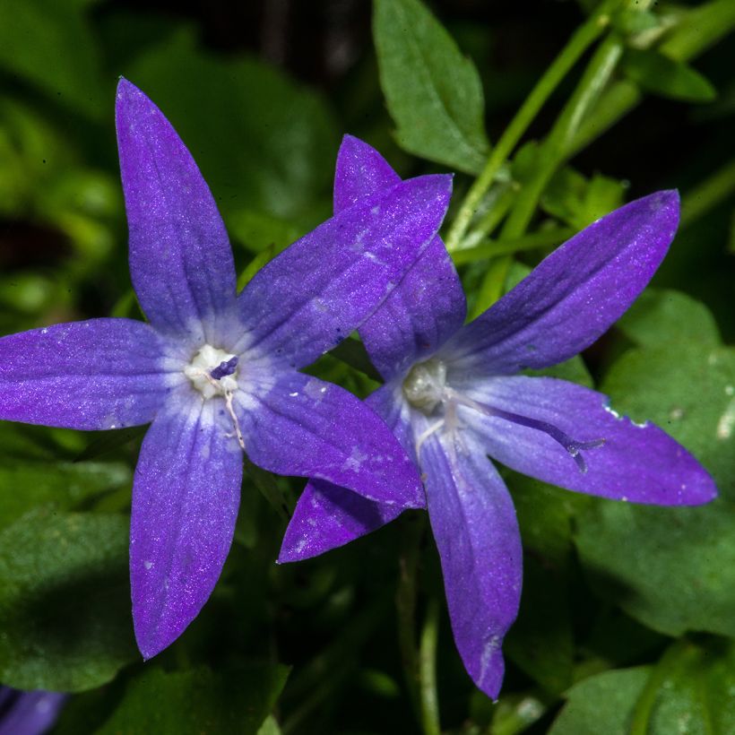 Campanula poscharskyana - Kruipklokje (Bloei)
