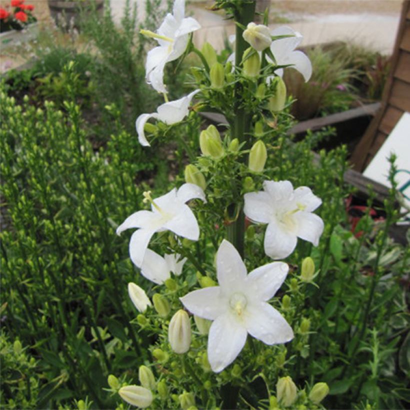 Campanula pyramidalis Alba - Piramideklokje (Flowering)