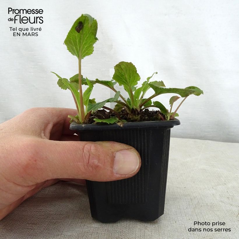 Exemplaar van Campanula takesimana Alba - Koreaans klokje Kweekpotje van 8/9 cm zoals geleverd in de lente