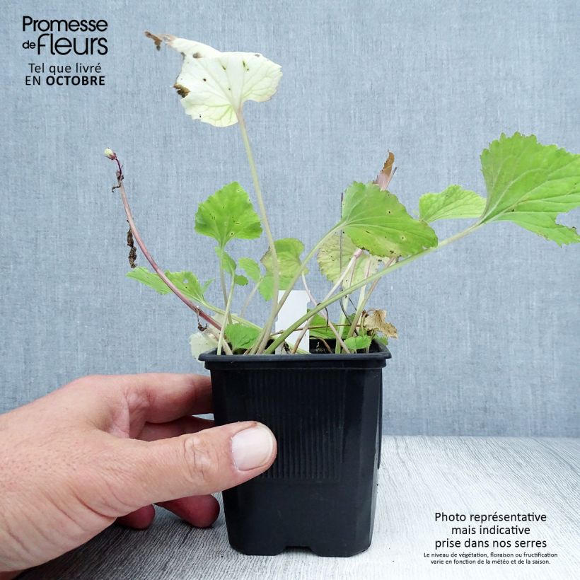 Exemplaar van Campanula takesimana Alba - Koreaans klokje Kweekpotje van 8/9 cm zoals geleverd in de herfst