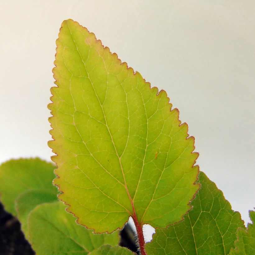 Campanula takesimana - Koreaans klokje (Blad)