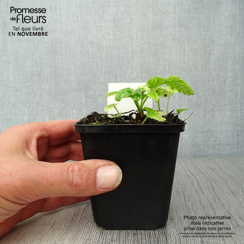 Exemplaar van Campanula takesimana - Koreaans klokje Kweekpotje van 8/9 cm zoals geleverd in de herfst
