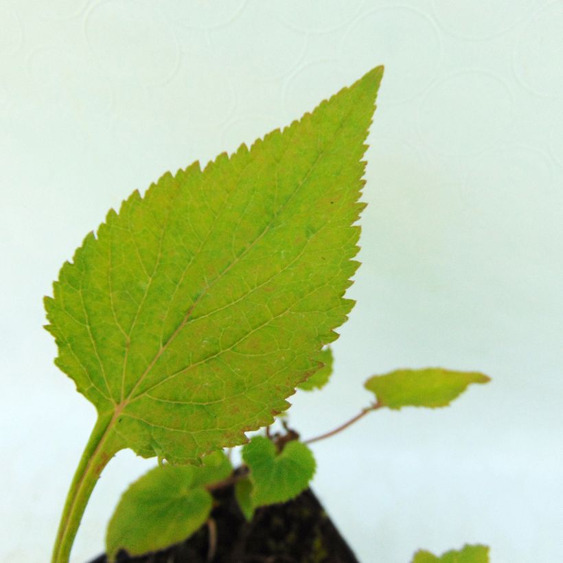 Campanula takesimana Elisabeth - Koreaans klokje (Blad)