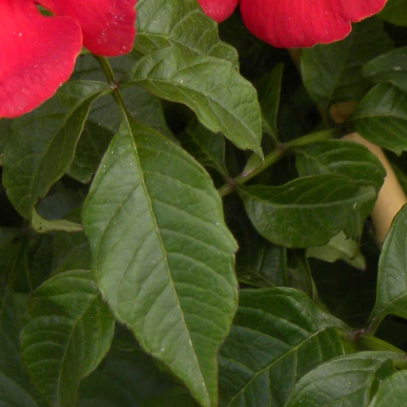 Campsis tagliabuana Summer Jazz Fire - Trompetklimmer (Blad)