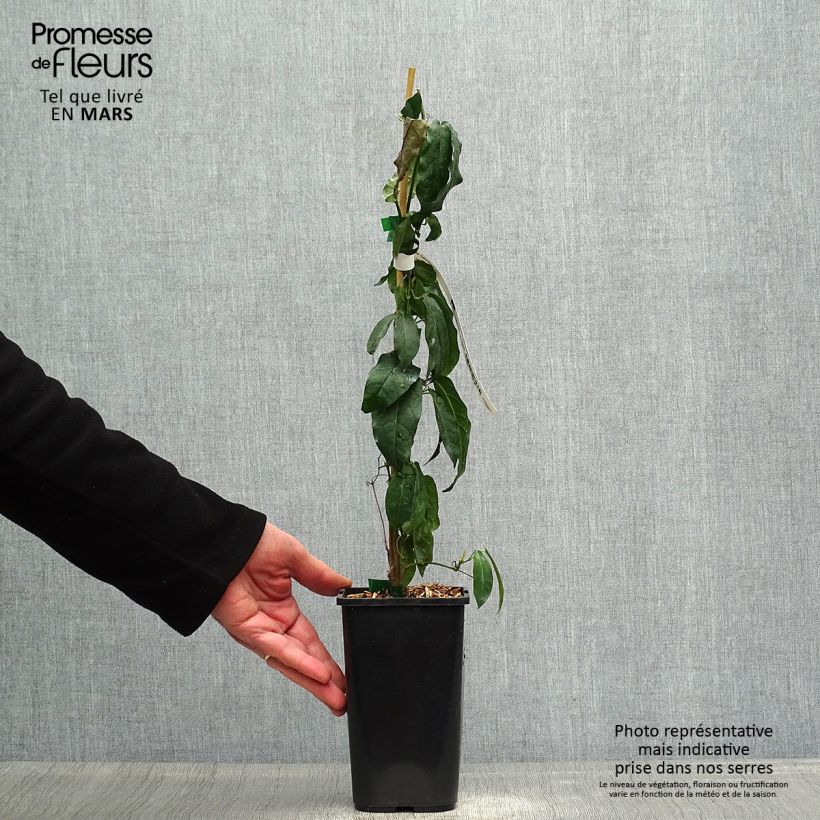 Example of Campsis capreolata - Bignone à vrilles Pot van 1 l/1,5 l as you get in printemps