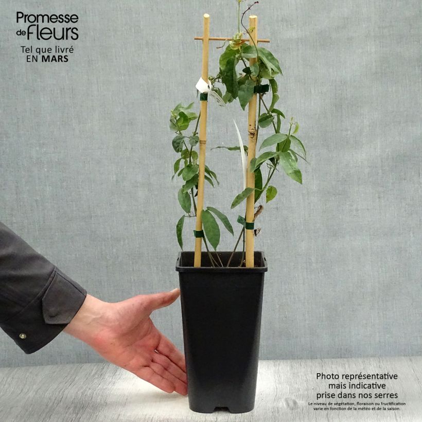 Example of Campsis capreolata - Bignone à vrilles Pot van 2 l/3 l as you get in printemps