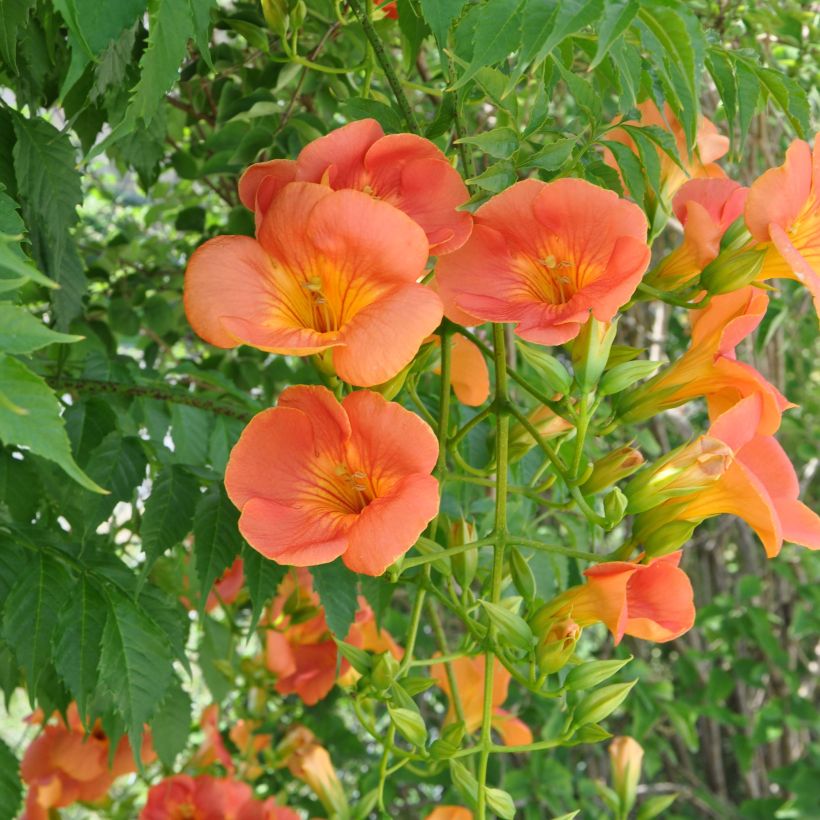 Campsis grandiflora - Trompetklimmer (Bloei)