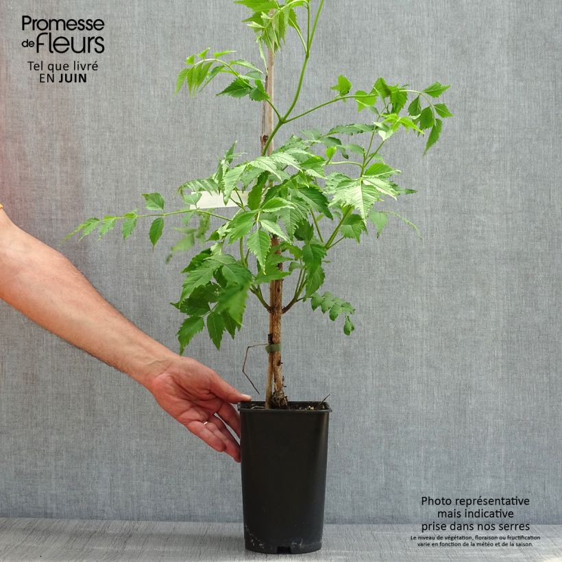 Exemplaar van Campsis grandiflora - Trompetklimmer Pot van 2 l/3 l zoals geleverd in de lente