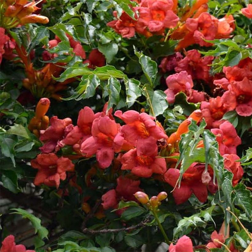 Campsis radicans Atropurpurea - Trompetklimmer (Bloei)
